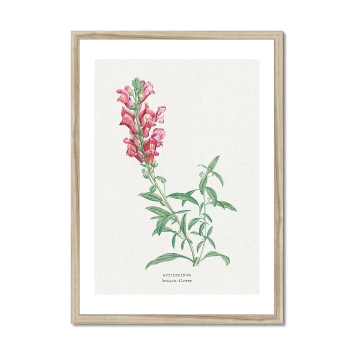 Dragon Flower Painting | Vintage Flower Print | Botanical Art - Framed Wall Art