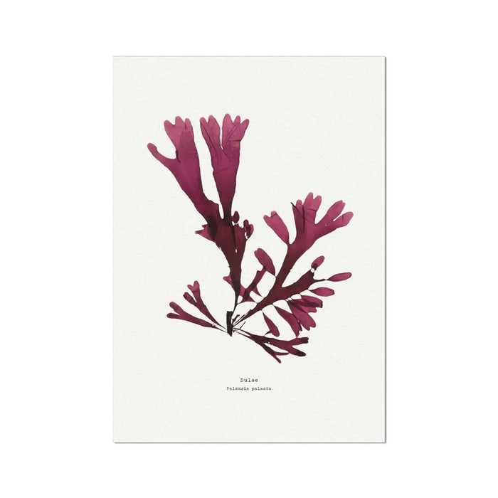 Handpressed Seaweed Print Wall Art (Dulse) - Unframed - Beach House Art