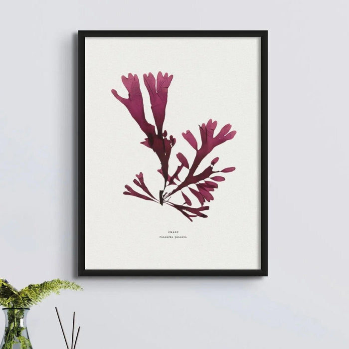 Seaweed Print Wall Art (Dulse) - Unframed - Beach House Art