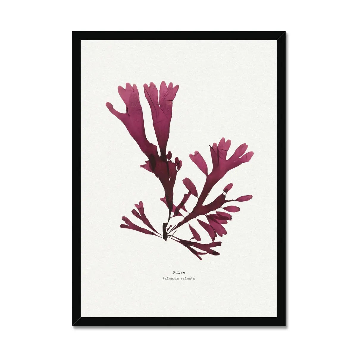 Seaweed Print Wall Art (Dulse) - Framed - Beach House Art