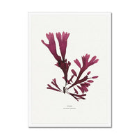 Seaweed Print Wall Art (Dulse) - Framed - Beach House Art