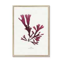 Seaweed Print Wall Art (Dulse) - Framed - Beach House Art