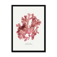 Seaweed Print Wall Art (Fan Weed No1) - Framed - Beach House Art