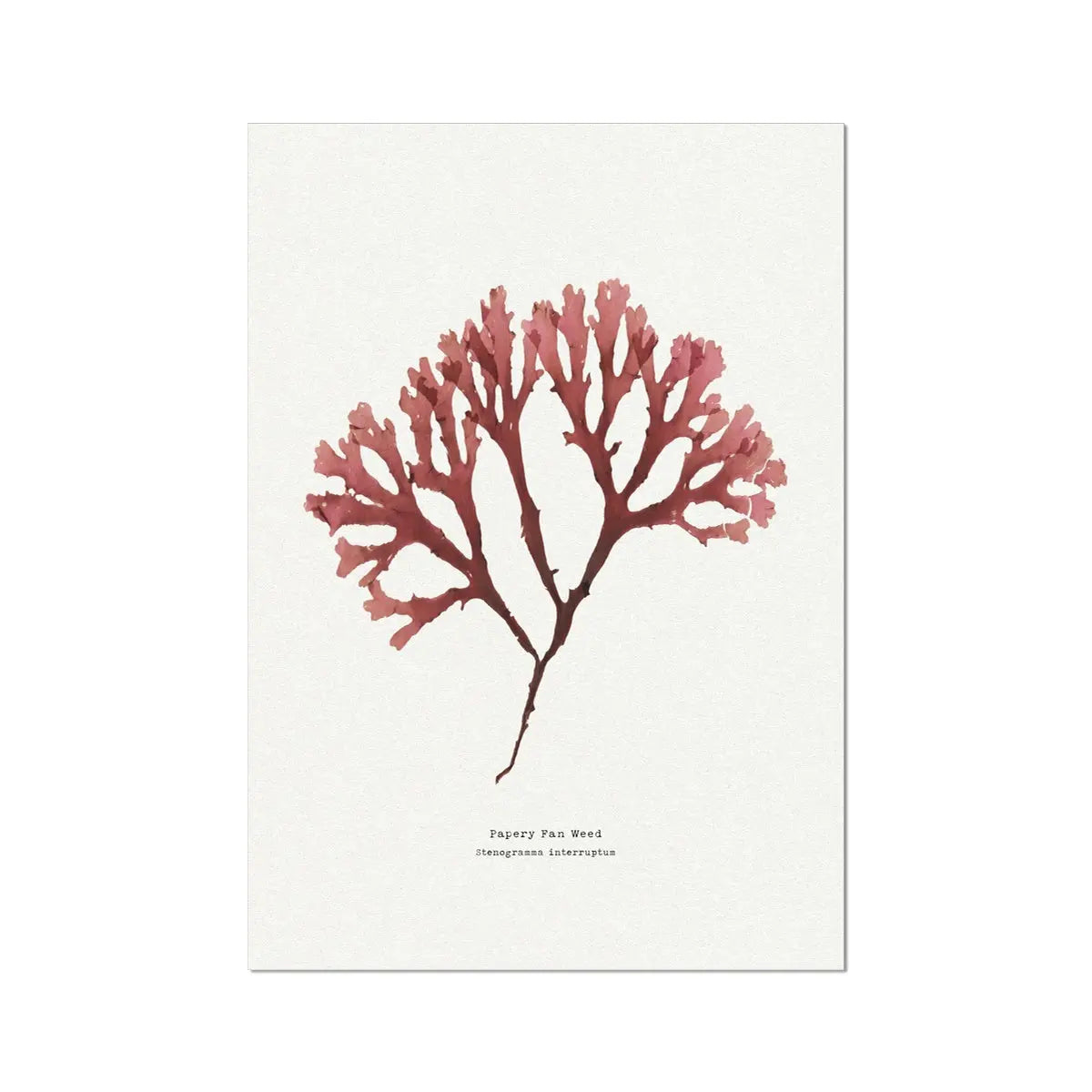 Seaweed Print Wall Art (Fan Weed No2) - Unframed - Beach House Art