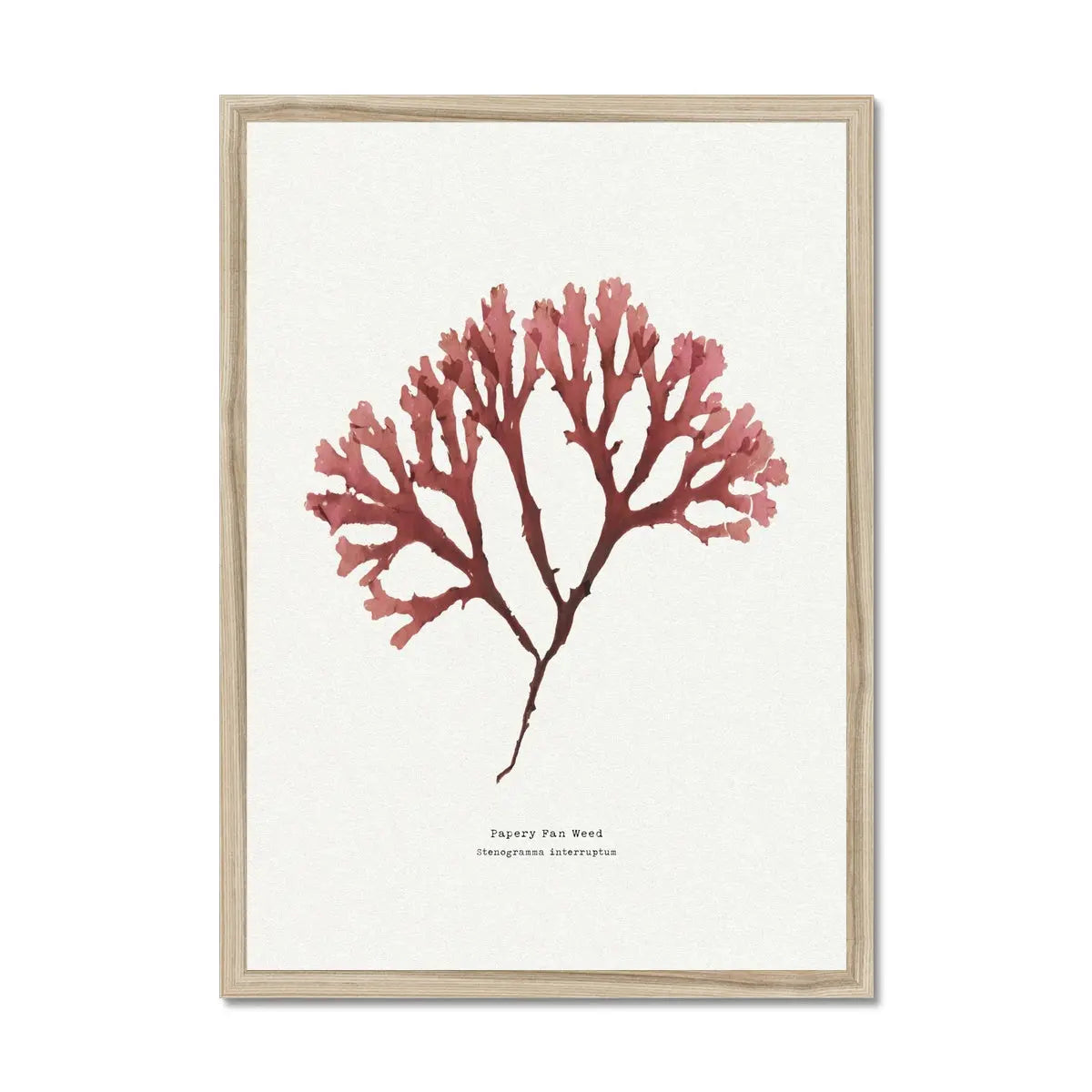 Seaweed Print Wall Art (Fan Weed No2) - Framed - Beach House Art