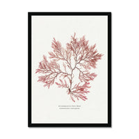 Seaweed Print Wall Art (Fern Weed No2) - Framed - Beach House Art