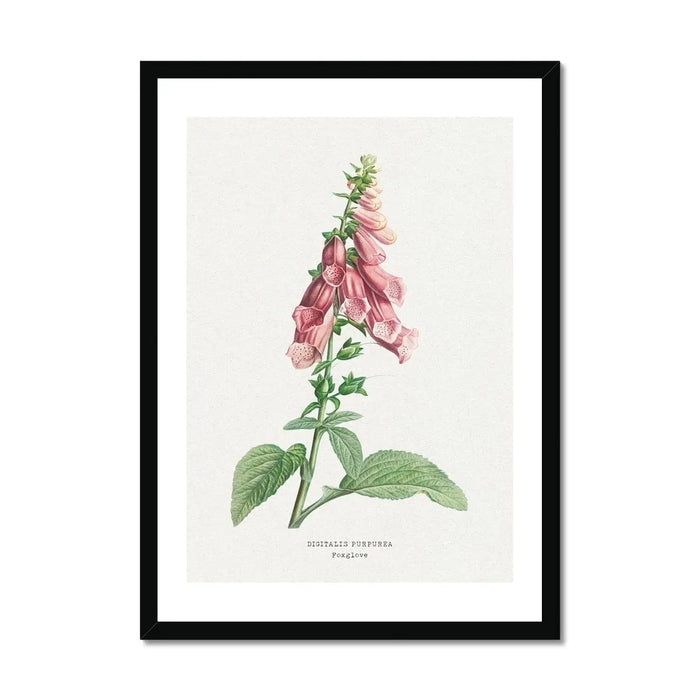 framed foxglove art print - this floral painting is framed in a minimal black wood frame