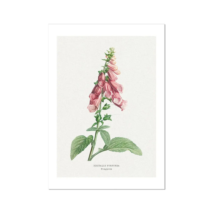 Foxglove Flower Painting | Vintage Flower Print | Botanical Art - Unframed Wall Art