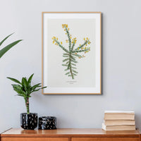 Gorse | Vintage Flower Print | Botanical Art - Framed