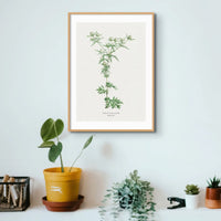 Hemlock | Vintage Flower Print | Botanical Art - Framed