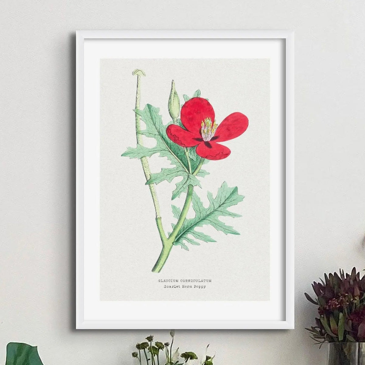 Horn Poppy Floral Painting | Vintage Flower Print | Botanical Art - Unframed Wall Art