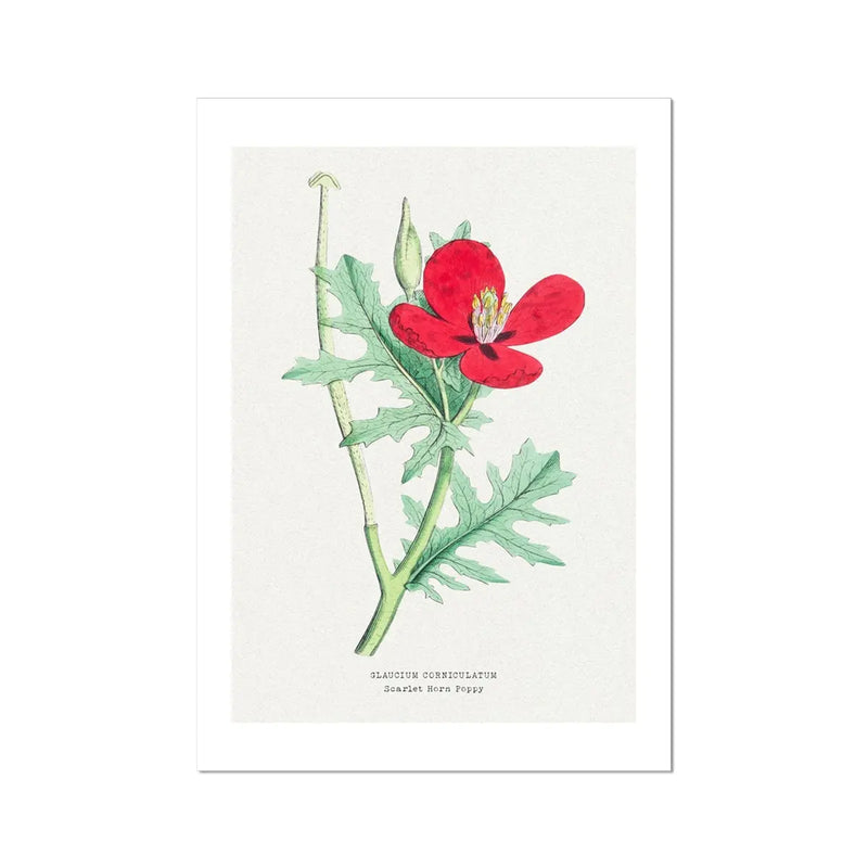 Horn Poppy Floral Painting | Vintage Flower Print | Botanical Art - Unframed Wall Art