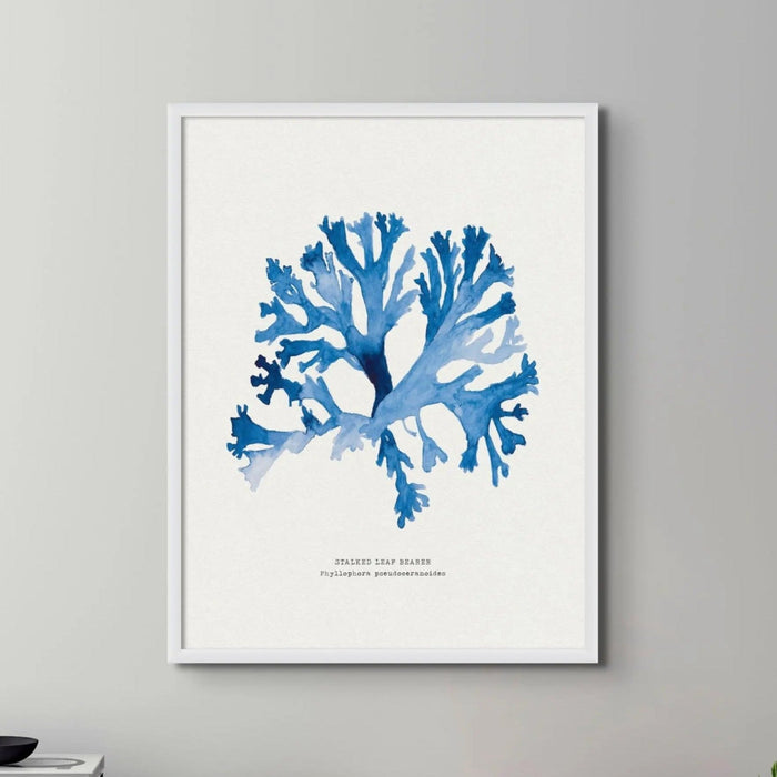 Indigo Seaweed Print Wall Art (Stalked Leaf Bearer) - Unframed Wall art - Beach House Art