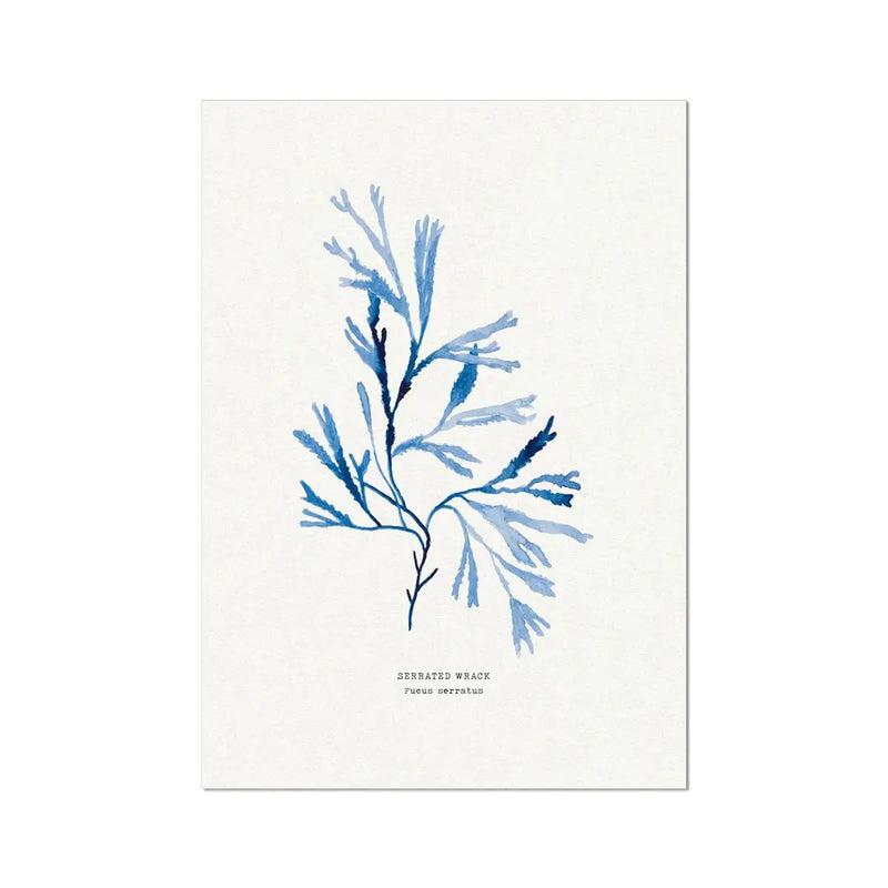 Indigo Seaweed Print Wall Art (Serrated Wrack) - Unframed - Beach House Art