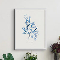 Indigo Seaweed Print Wall Art (Serrated Wrack) - Unframed - Beach House Art