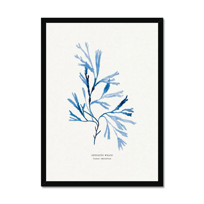 Indigo Seaweed Print Wall Art (Serrated Wrack) - Framed - Beach House Art