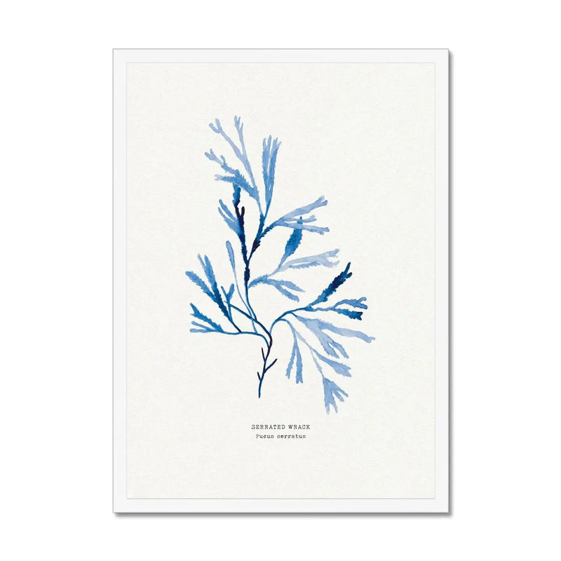 Indigo Seaweed Print Wall Art (Serrated Wrack) - Framed - Beach House Art