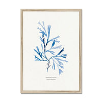 Indigo Seaweed Print Wall Art (Serrated Wrack) - Framed - Beach House Art