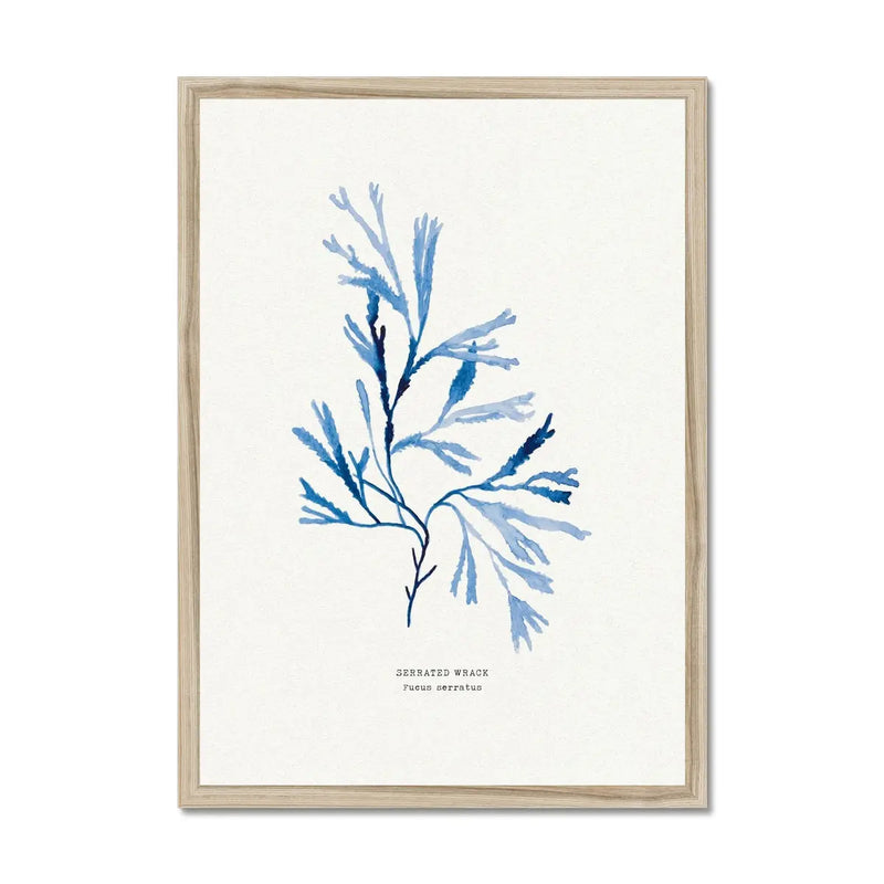 Indigo Seaweed Print Wall Art (Serrated Wrack) - Framed - Beach House Art