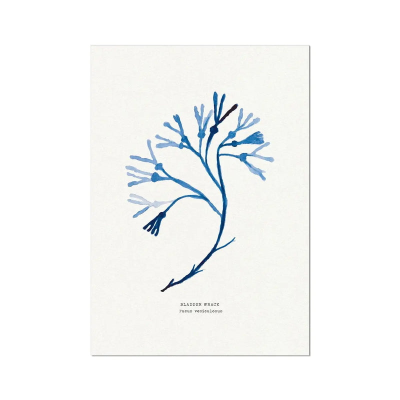 Indigo Seaweed Print Wall Art (Bladder Wrack) - Unframed - Beach House Art