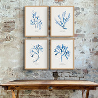 Indigo Seaweed Print Wall Art (Bladder Wrack) - Unframed - Beach House Art