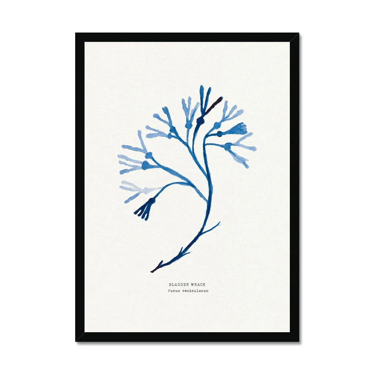 Indigo Seaweed Print Wall Art (Bladder Wrack) - Framed - Beach House Art