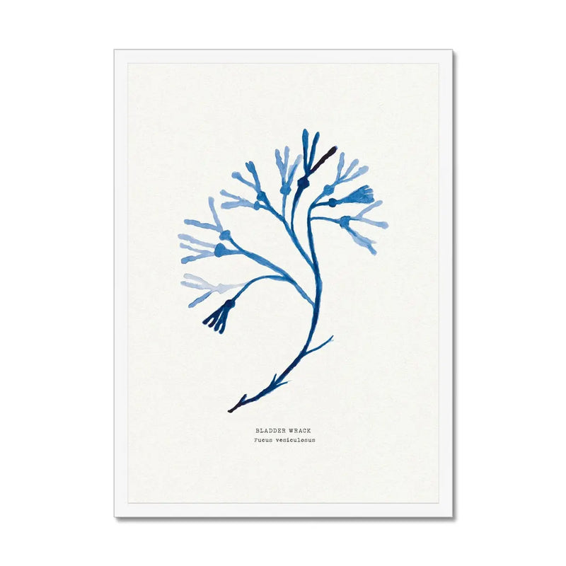 Indigo Seaweed Print Wall Art (Bladder Wrack) - Framed - Beach House Art