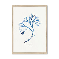 Indigo Seaweed Print Wall Art (Bladder Wrack) - Framed - Beach House Art