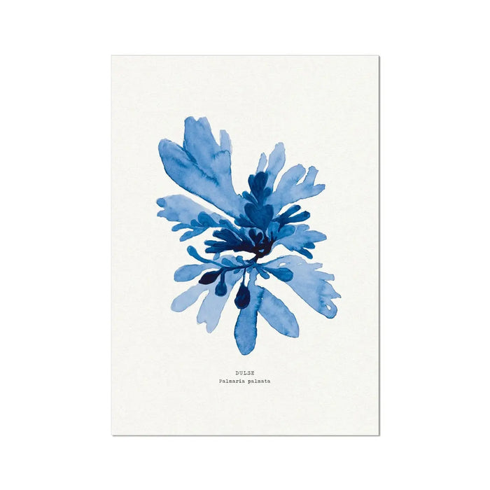 Indigo Seaweed Print Wall Art (Dulse No.1) - Unframed - Beach House Art