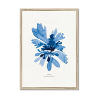 Indigo Seaweed Print Wall Art (Dulse No.1) - Framed - Beach House Art