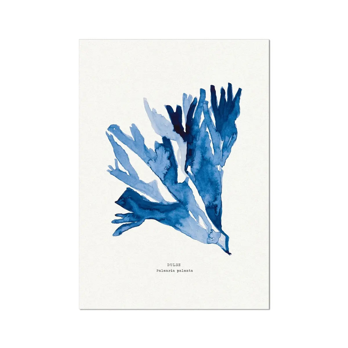 Indigo Seaweed Print Wall Art (Dulse No.2) - Unframed - Beach House Art