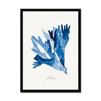 Indigo Seaweed Print Wall Art (Dulse No.2) - Framed - Beach House Art