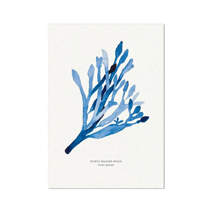 Indigo Seaweed Print Wall Art (Guiry's Bladder Wrack) - Unframed - Beach House Art