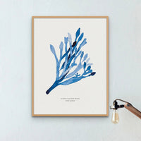 Indigo Seaweed Print Wall Art (Guiry's Bladder Wrack) - Unframed - Beach House Art