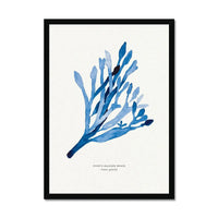 Indigo Seaweed Print Wall Art (Guiry's Bladder Wrack) - Framed - Beach House Art