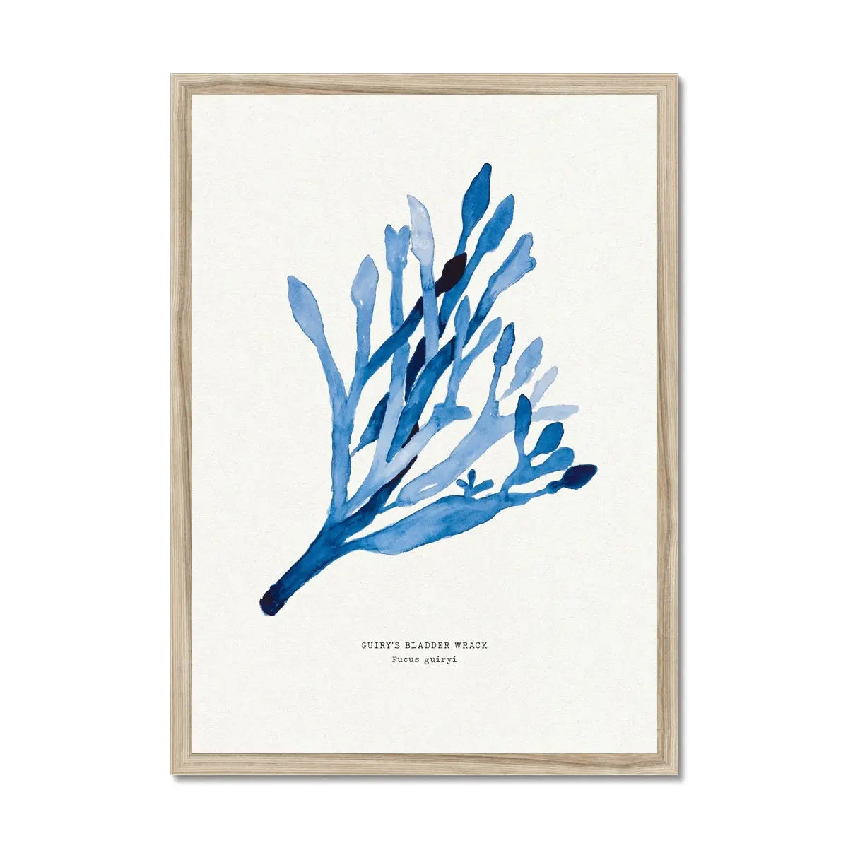 Indigo Seaweed Print Wall Art (Guiry's Bladder Wrack) - Framed - Beach House Art