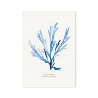 Indigo Seaweed Print Wall Art (Papery Fan Weed) - Unframed - Beach House Art