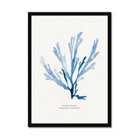 Indigo Seaweed Print Wall Art (Papery Fan Weed) - Framed - Beach House Art