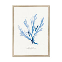 Indigo Seaweed Print Wall Art (Papery Fan Weed) - Framed - Beach House Art