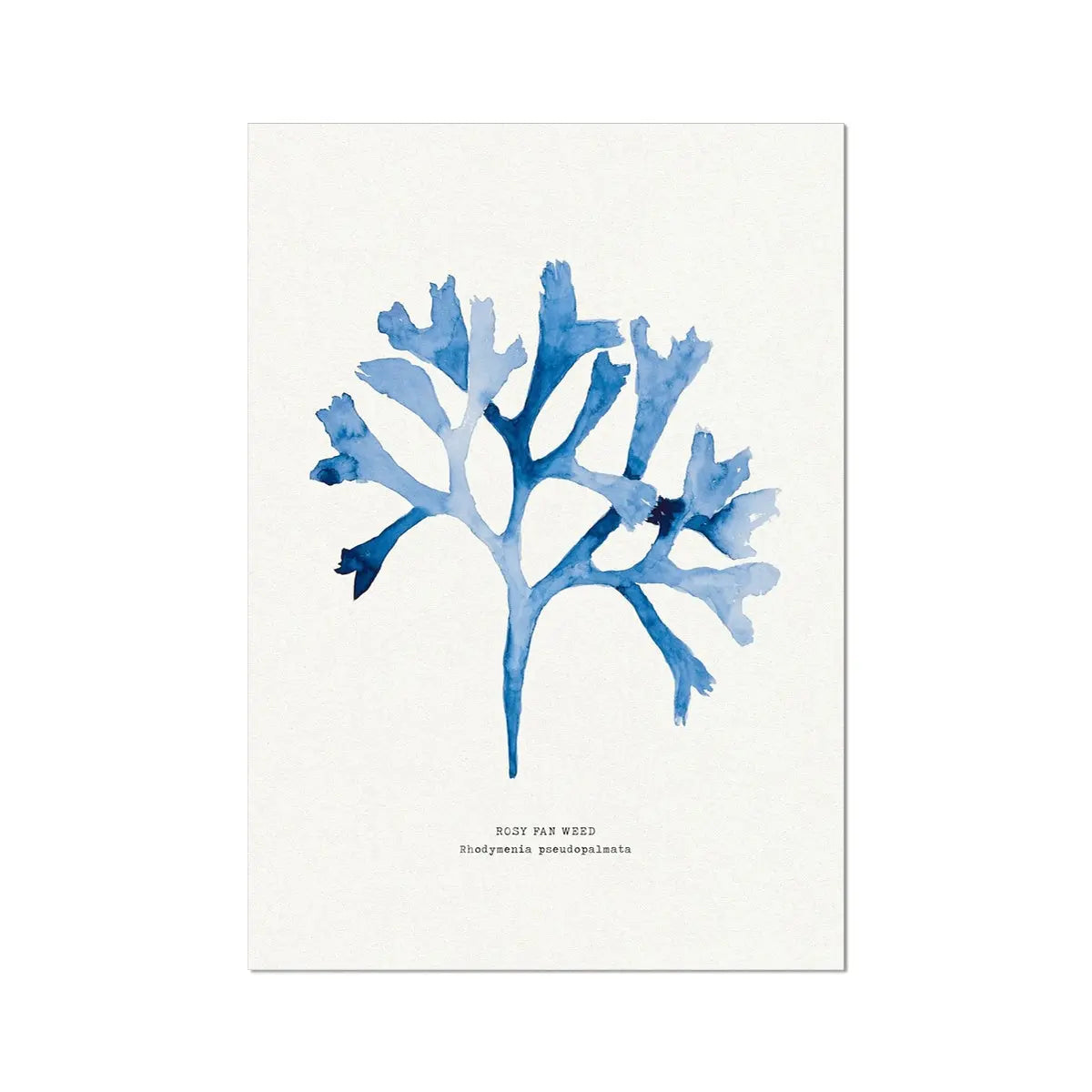 Indigo Seaweed Print Wall Art (Rosy Fan Weed) - Unframed - Beach House Art