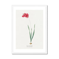 Ixia Filiformis | Vintage Flower Print | Botanical Art - Framed