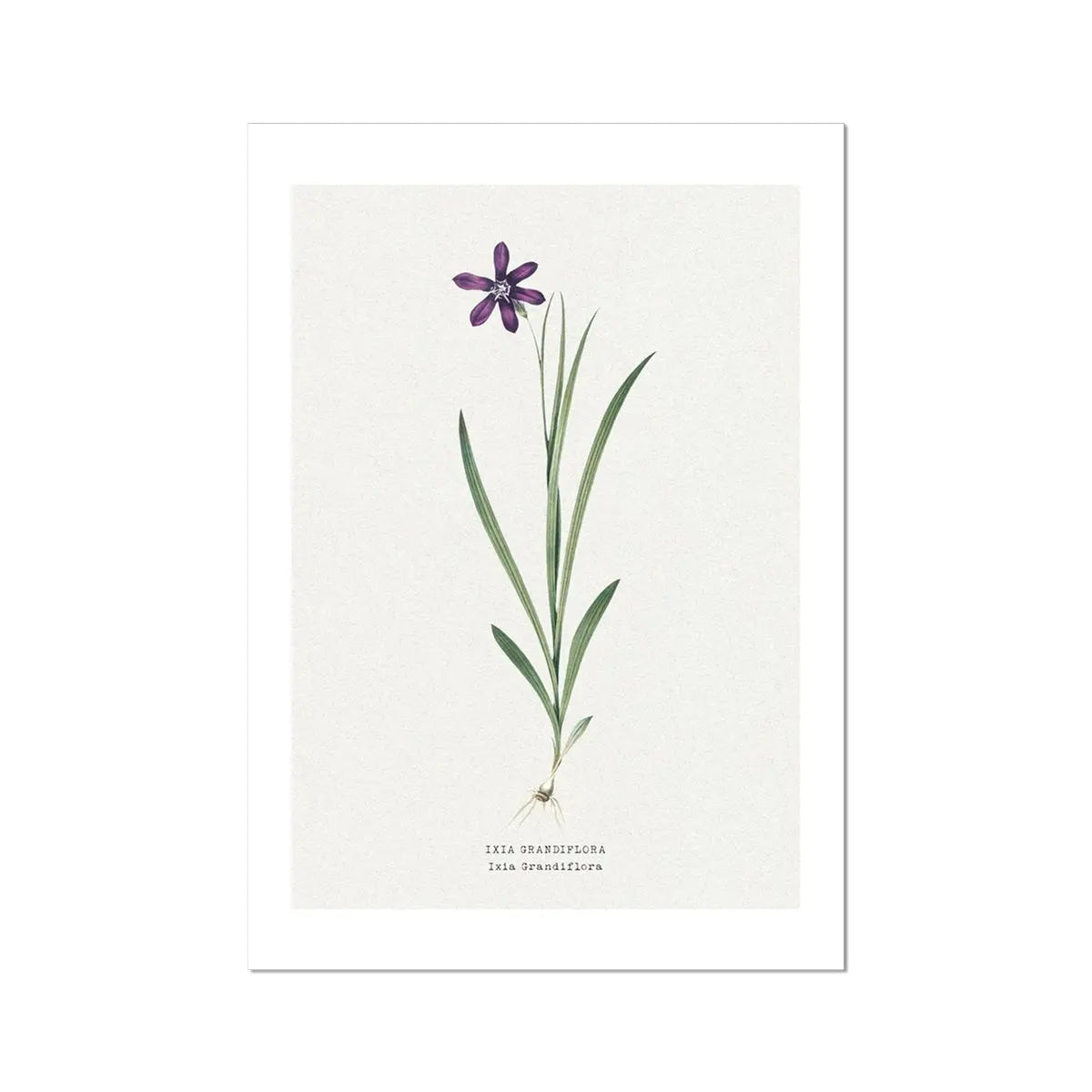 Ixia Grandiflora Floral Painting | Vintage Flower Print | Botanical Art - Unframed Wall Art