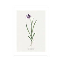 Ixia Grandiflora Floral Painting | Vintage Flower Print | Botanical Art - Unframed Wall Art