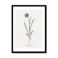 Ixia Grandiflora Floral Painting | Vintage Flower Print | Botanical Art - Framed Wall Art