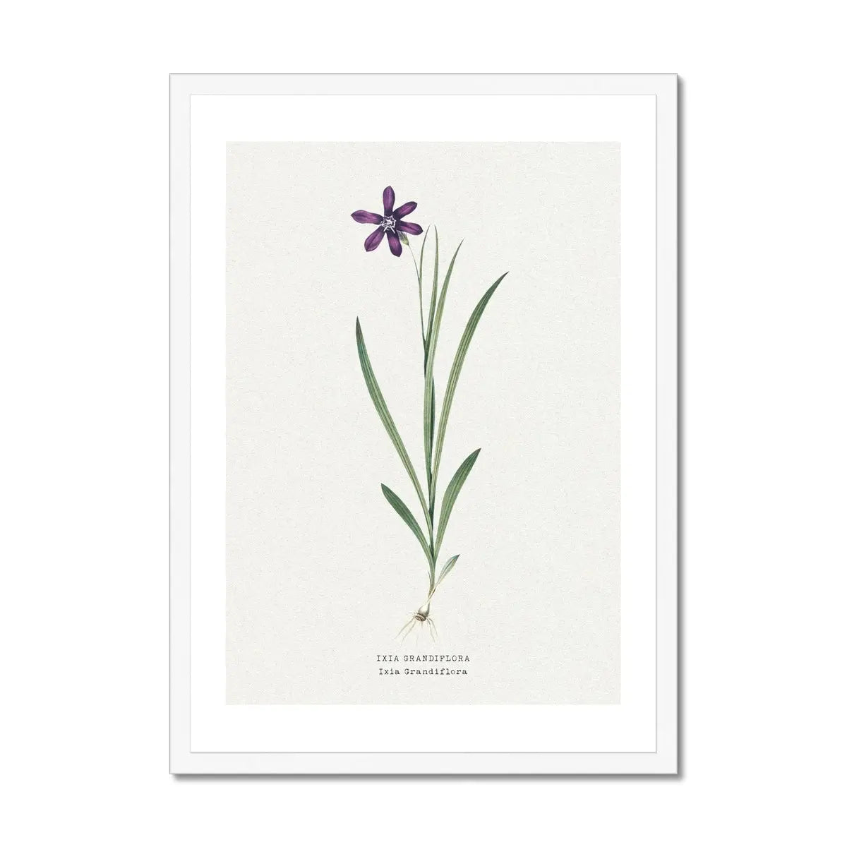 Ixia Grandiflora Floral Painting | Vintage Flower Print | Botanical Art - Framed Wall Art