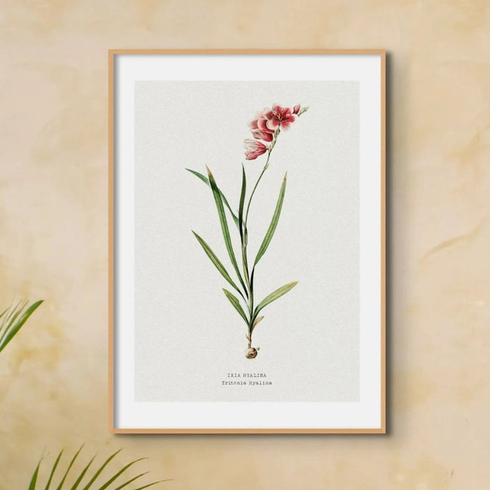 Ixia Hyalina Floral Painting | Vintage Flower Print | Botanical Art - Unframed Wall Art