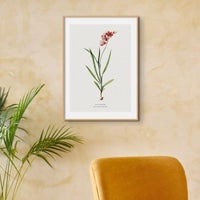 Ixia Hyalina Floral Painting | Vintage Flower Print | Botanical Art - Unframed Wall Art