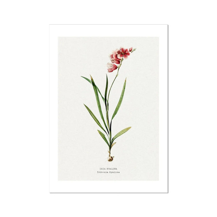 Ixia Hyalina Floral Painting | Vintage Flower Print | Botanical Art - Unframed Wall Art