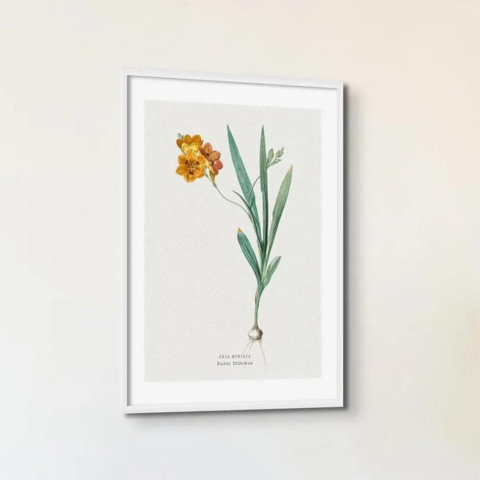 Ixia Miniata Flower Painting | Vintage Flower Print | Botanical Art - Unframed Wall Art