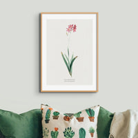 Ixia Phlogiflora | Vintage Flower Print | Botanical Art - Framed